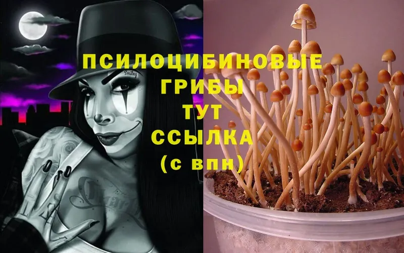 Галлюциногенные грибы Magic Shrooms  Елец 